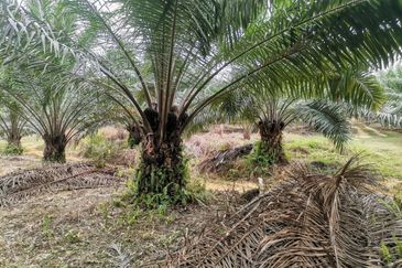 42 acres Palm oil Land at Bidor, Perak