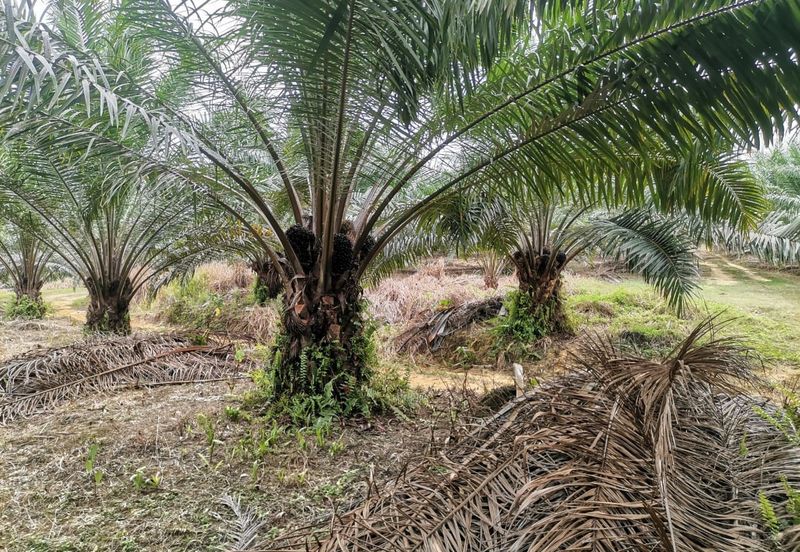 42 acres Palm oil Land at Bidor, Perak