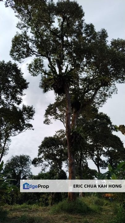 5.2 acres Durian Farm at Bidor, Perak, Perak, Bidor