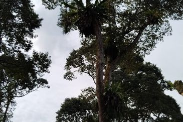 5.2 acres Durian Farm at Bidor, Perak