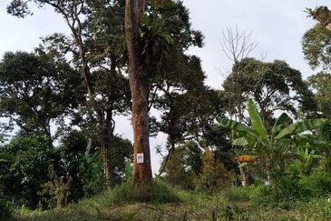 5.2 acres Durian Farm at Bidor, Perak