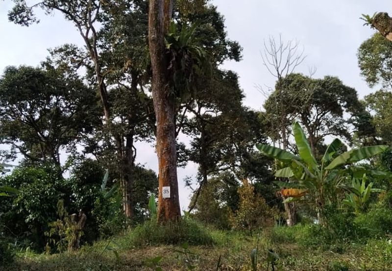 5.2 acres Durian Farm at Bidor, Perak