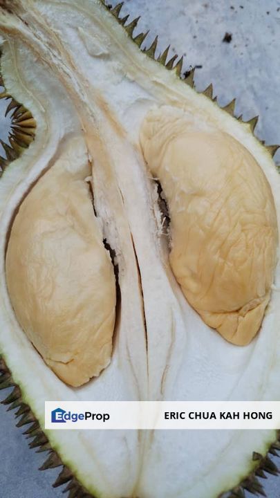 5.2 acres Durian Farm at Bidor, Perak, Perak, Bidor