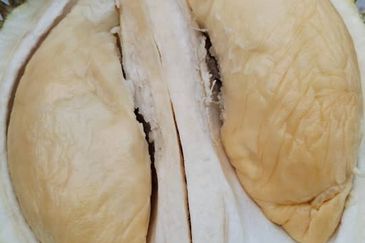 5.2 acres Durian Farm at Bidor, Perak