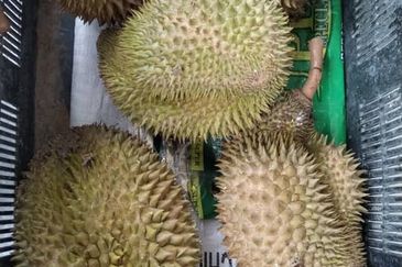 5.2 acres Durian Farm at Bidor, Perak