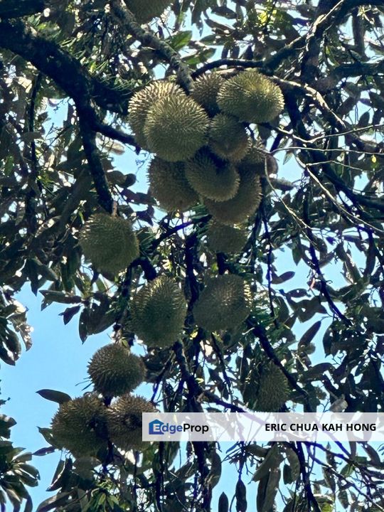 5.2 acres Durian Farm at Bidor, Perak, Perak, Bidor
