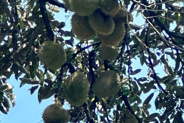 5.2 acres Durian Farm at Bidor, Perak