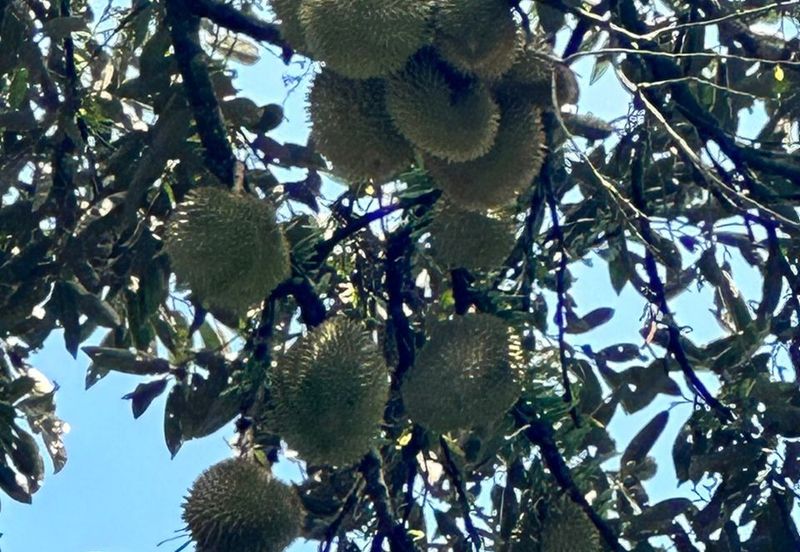 5.2 acres Durian Farm at Bidor, Perak