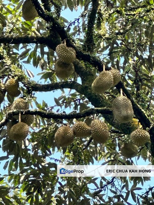 5.2 acres Durian Farm at Bidor, Perak, Perak, Bidor