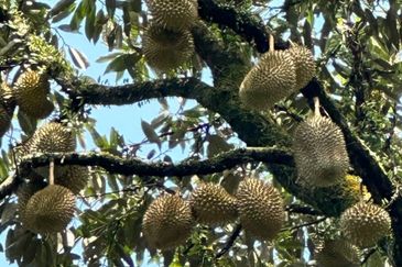 5.2 acres Durian Farm at Bidor, Perak