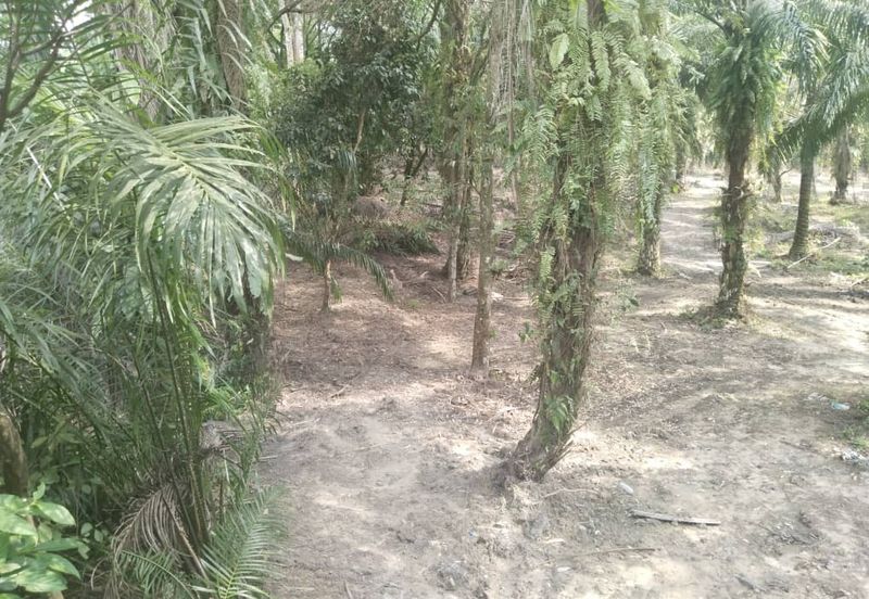 7.27 acres First Lot Palm oil Land at Lawan Kuda, Gopeng Perak
