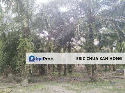 7.27 acres First Lot Palm oil Land at Lawan Kuda, Gopeng Perak, Perak, Gopeng