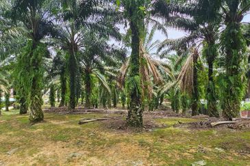 3.162445 acres Palm oil Land at Tapah, Perak