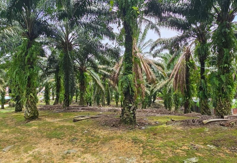 3.162445 acres Palm oil Land at Tapah, Perak