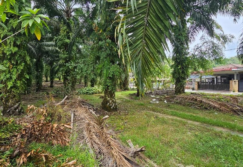 3.162445 acres Palm oil Land at Tapah, Perak