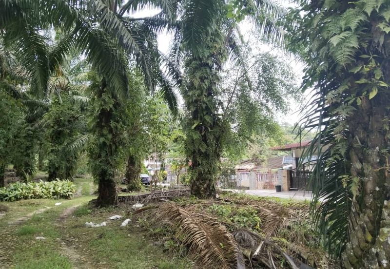3.162445 acres Palm oil Land at Tapah, Perak