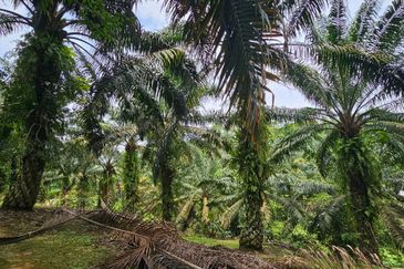 3.162445 acres Palm oil Land at Tapah, Perak