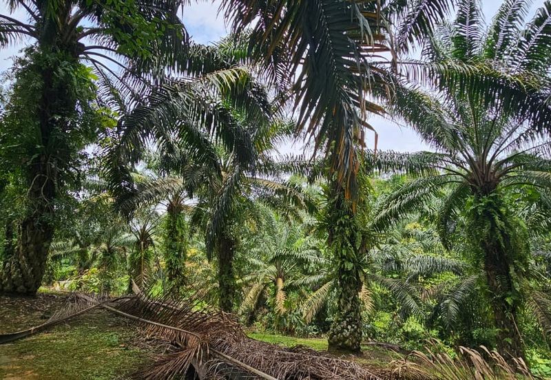 3.162445 acres Palm oil Land at Tapah, Perak