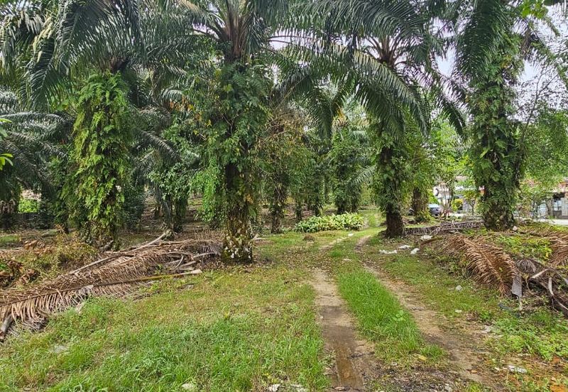 3.162445 acres Palm oil Land at Tapah, Perak