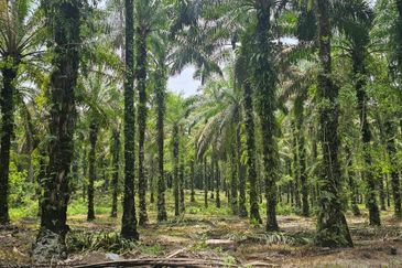13.52383 acres Palm oil Land at Tapah, Perak