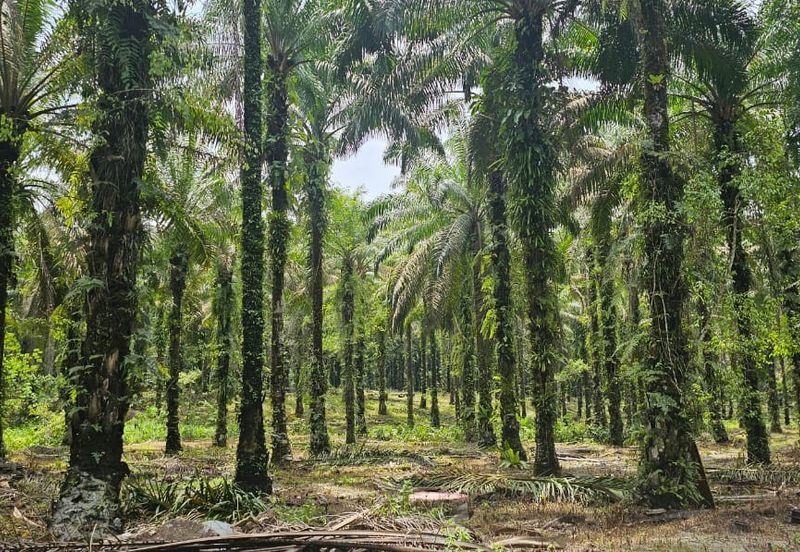 13.52383 acres Palm oil Land at Tapah, Perak
