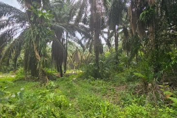 13.52383 acres Palm oil Land at Tapah, Perak