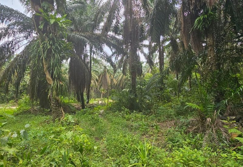 13.52383 acres Palm oil Land at Tapah, Perak