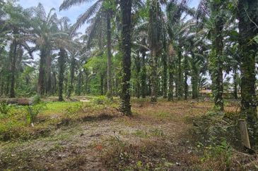 13.52383 acres Palm oil Land at Tapah, Perak