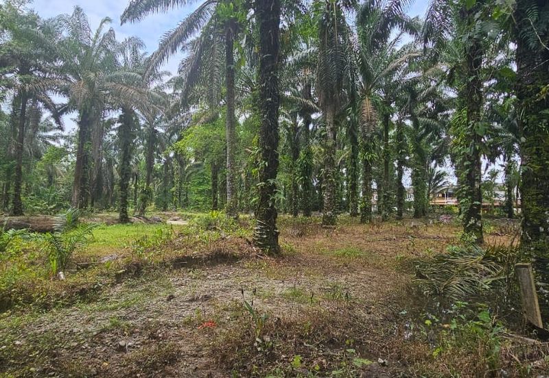 13.52383 acres Palm oil Land at Tapah, Perak