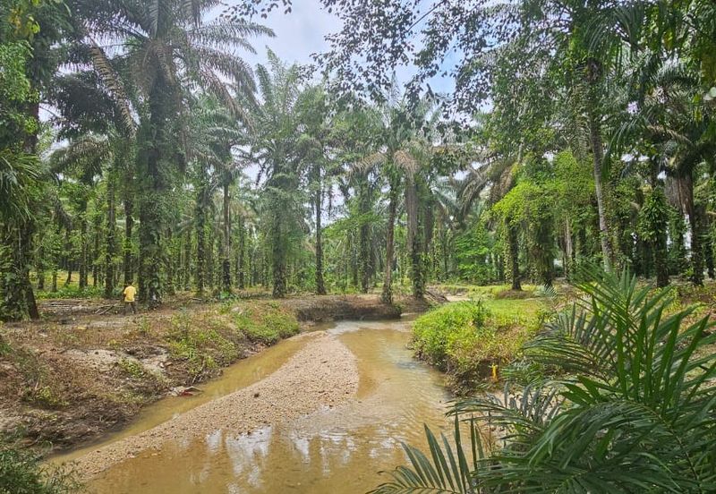 13.52383 acres Palm oil Land at Tapah, Perak