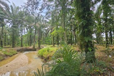 13.52383 acres Palm oil Land at Tapah, Perak