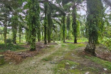 11.57 acres First Lot Palm Oil Land at Tapah, Perak