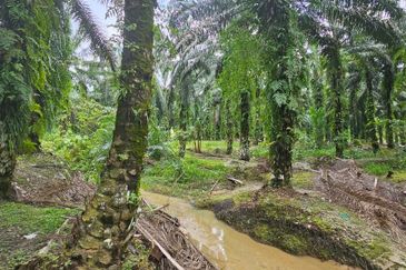 11.57 acres First Lot Palm Oil Land at Tapah, Perak
