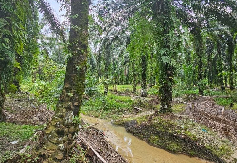 11.57 acres First Lot Palm Oil Land at Tapah, Perak