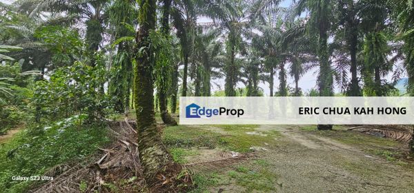 11.57 acres First Lot Palm Oil Land at Tapah, Perak, Perak, Tapah