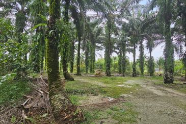 11.57 acres First Lot Palm Oil Land at Tapah, Perak
