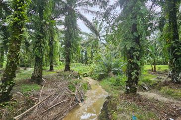 11.57 acres First Lot Palm Oil Land at Tapah, Perak