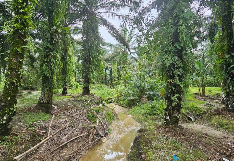 11.57 acres First Lot Palm Oil Land at Tapah, Perak