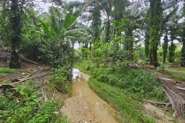 11.57 acres First Lot Palm Oil Land at Tapah, Perak