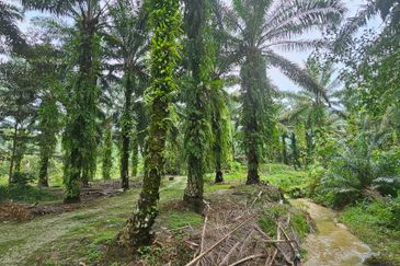 11.57 acres First Lot Palm Oil Land at Tapah, Perak