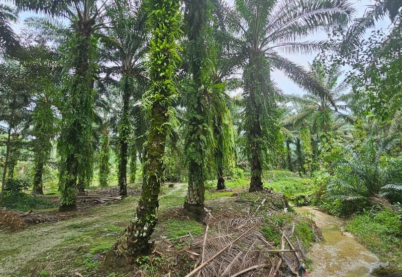 11.57 acres First Lot Palm Oil Land at Tapah, Perak