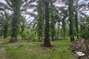 11.57 acres First Lot Palm Oil Land at Tapah, Perak