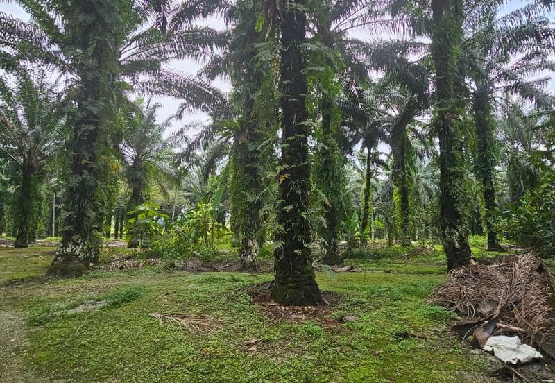 11.57 acres First Lot Palm Oil Land at Tapah, Perak