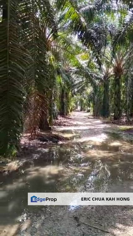 8.82 acres Palm oil Land at Sitiawan, Perak, Perak, Manjung