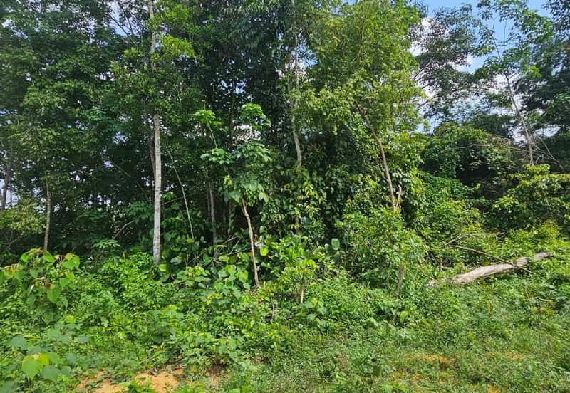 6.005896 acres abandoned land at Tg Tualang ,Perak