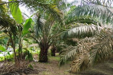 5.925093 acres Palm Oil Land at Chenderiang, Tapah Perak
