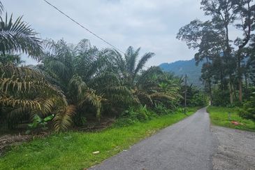 5.925093 acres Palm Oil Land at Chenderiang, Tapah Perak