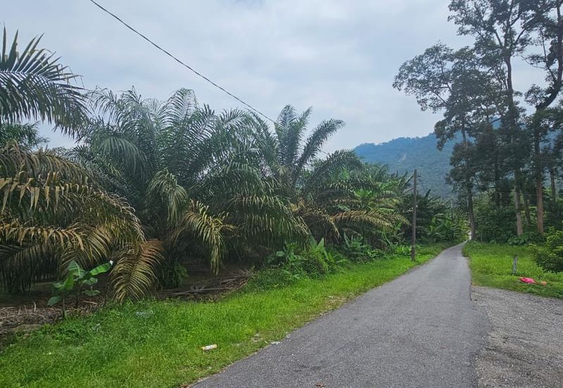 5.925093 acres Palm Oil Land at Chenderiang, Tapah Perak