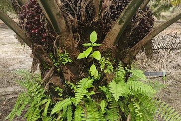 5.925093 acres Palm Oil Land at Chenderiang, Tapah Perak