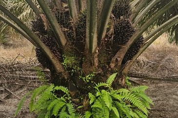 5.925093 acres Palm Oil Land at Chenderiang, Tapah Perak